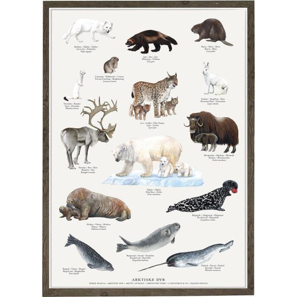 Arktiske dyr - Plakater fra Koustrup